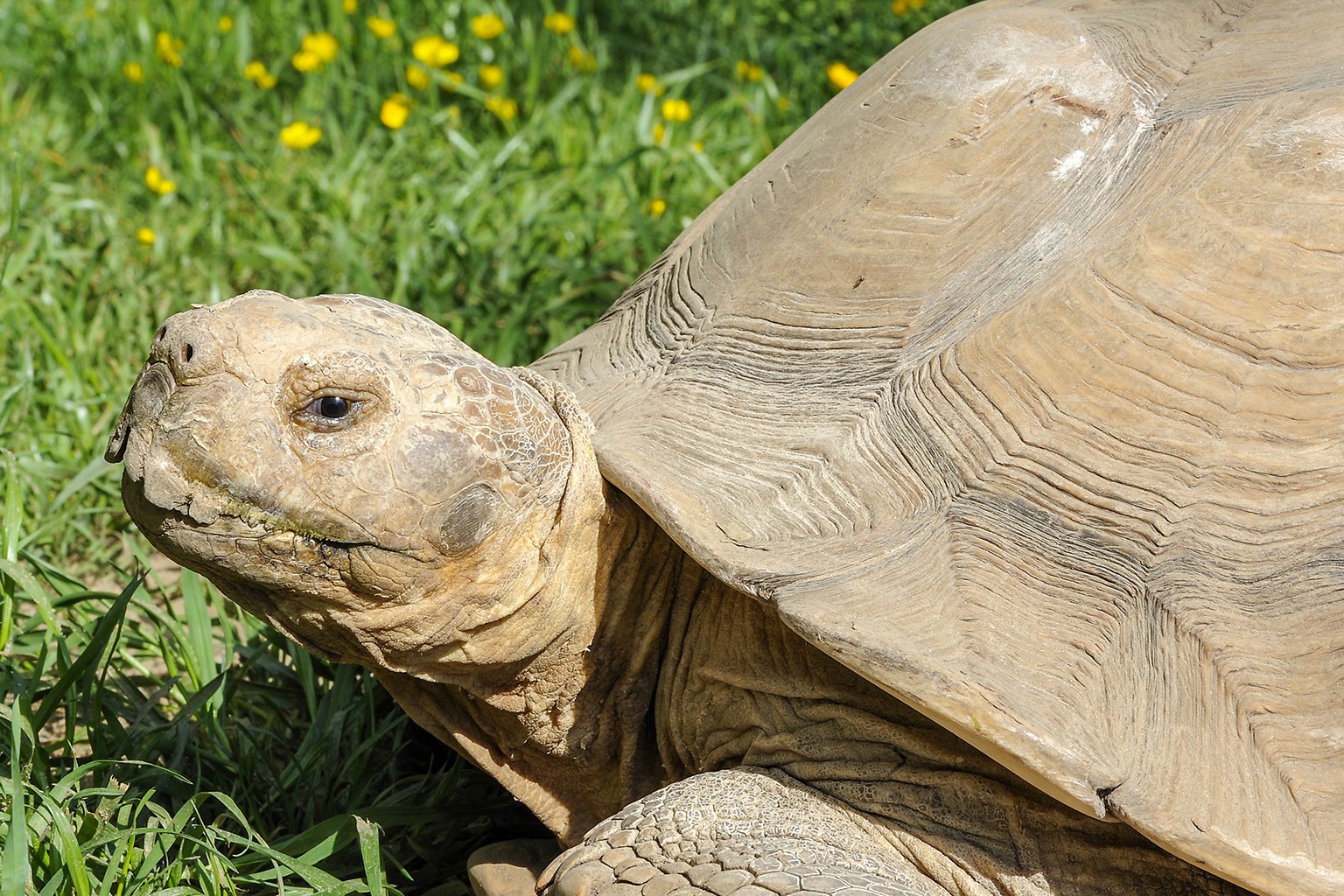 Sulcata Tortoise | The Maryland Zoo