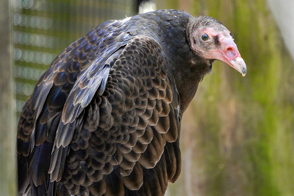 Vulture Standing