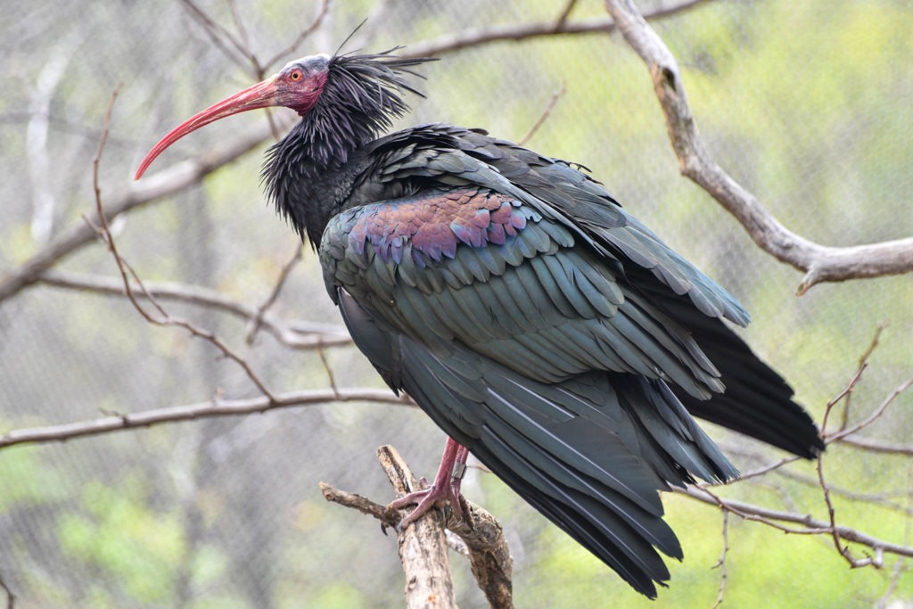 Waldrapp Ibis background