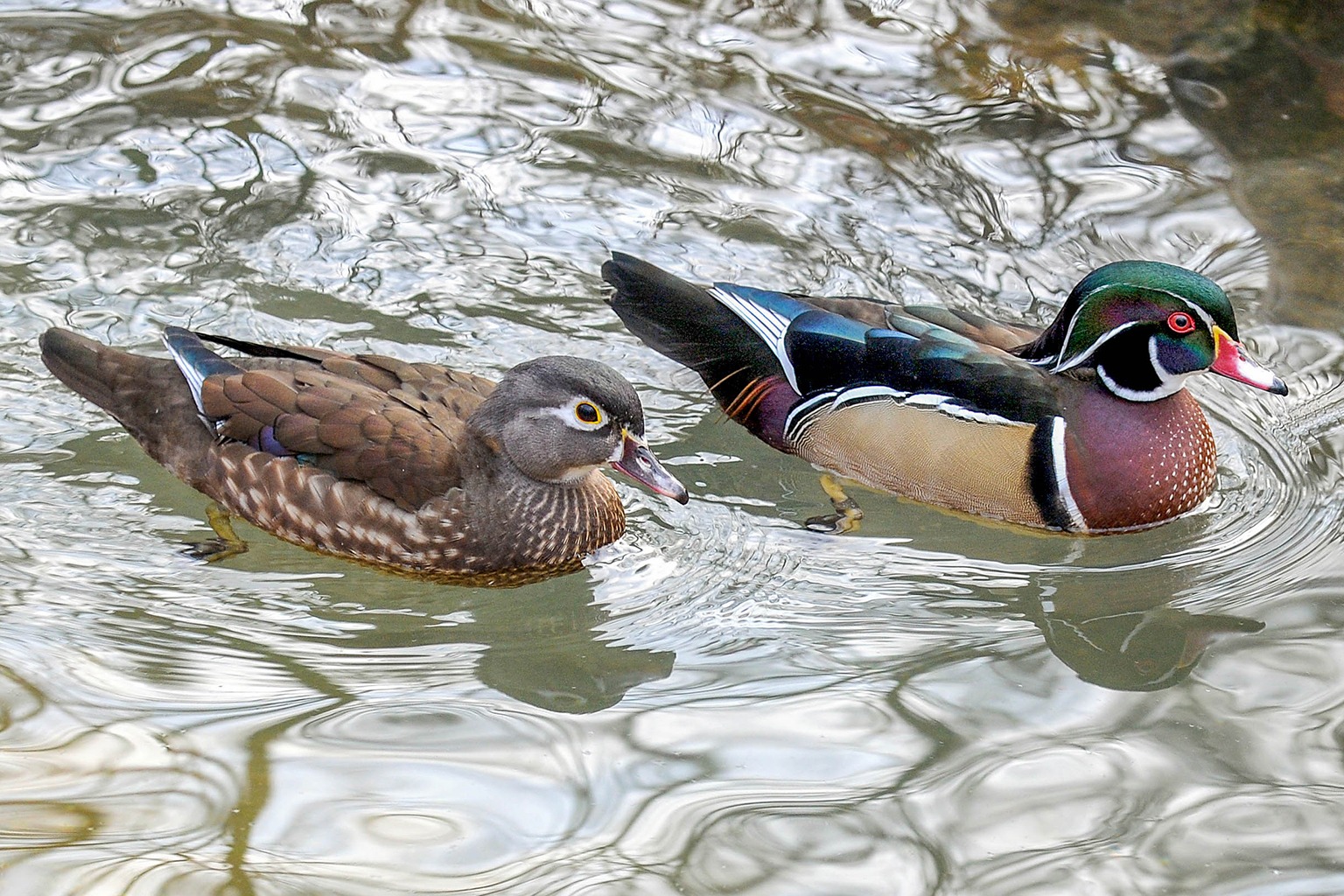 Wood Duck The Maryland Zoo