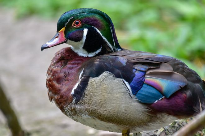 wood duck