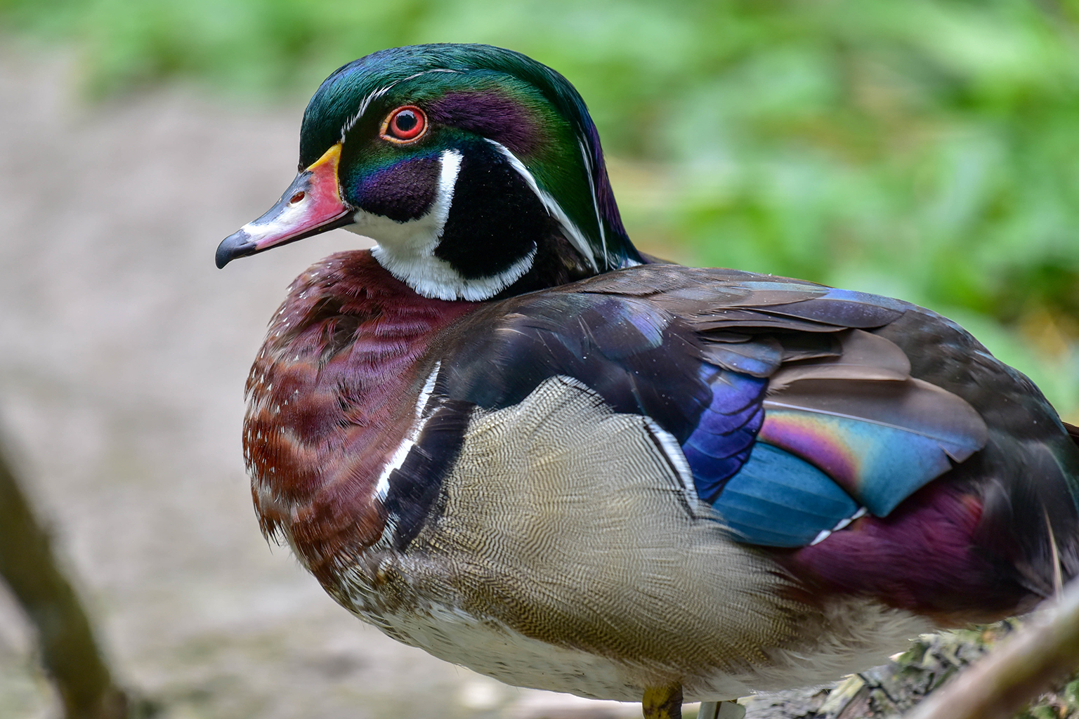 Wood Duck The Maryland Zoo