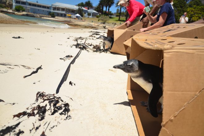 penguins leaving boxes