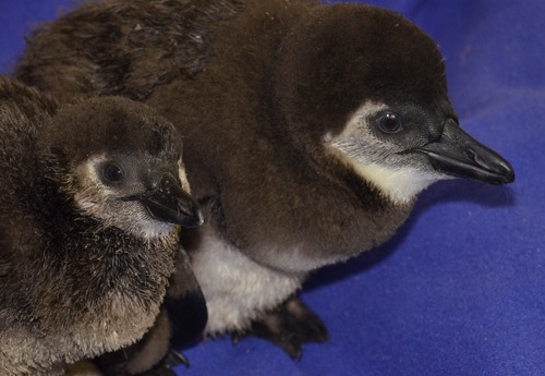 Penguin chicks