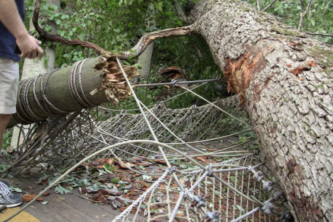 Tree damaging path