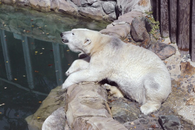 Polar bear