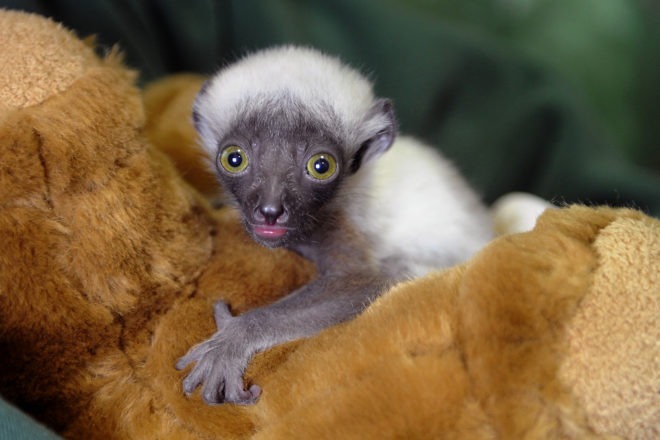 Sifaka baby