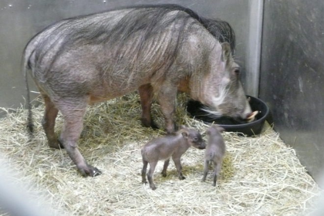 Wathog and her piglets