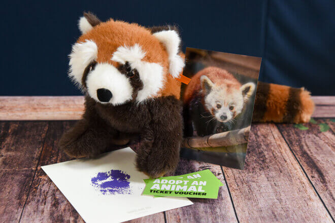 Animal Adoptions image