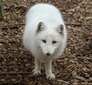 Why Arctic Foxes Don’t Hibernate. | The Maryland Zoo