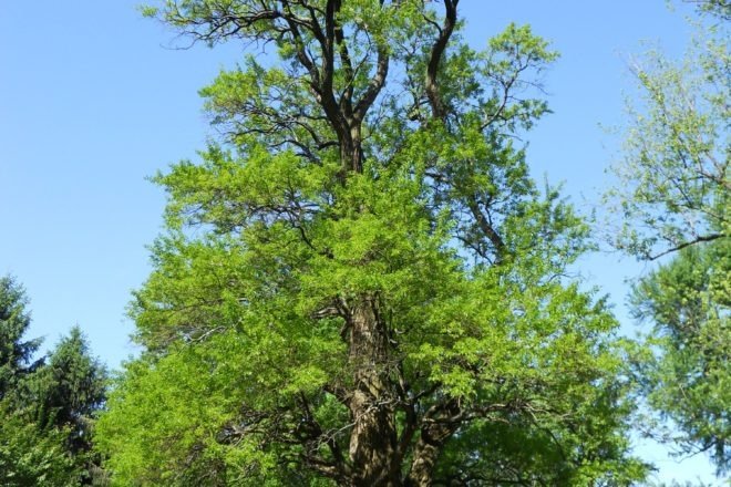 Lard osage orange tree