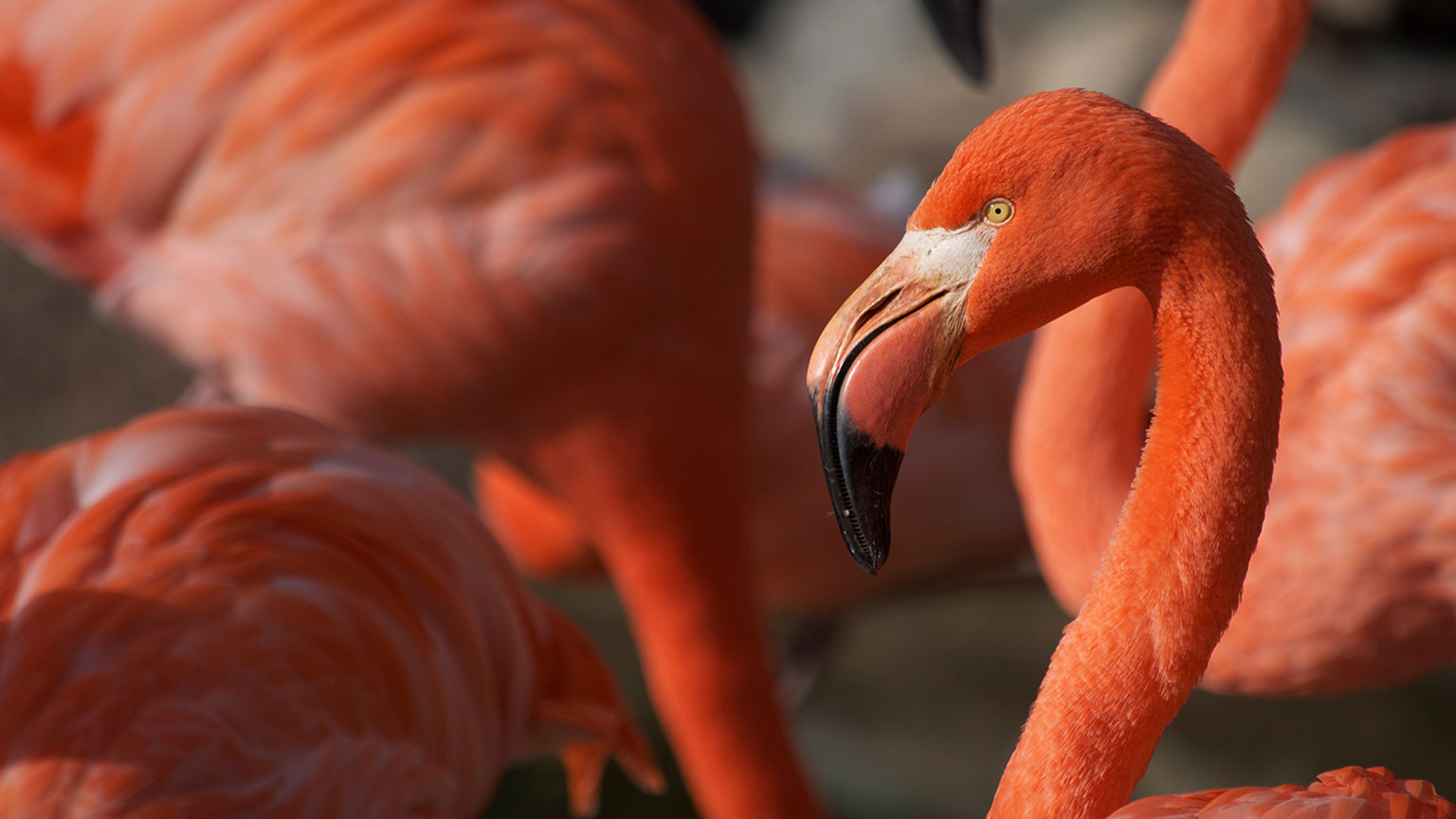 Flamingo close up