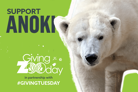 Support Anoki the polar bear