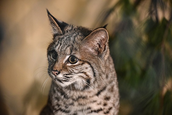 bobcat