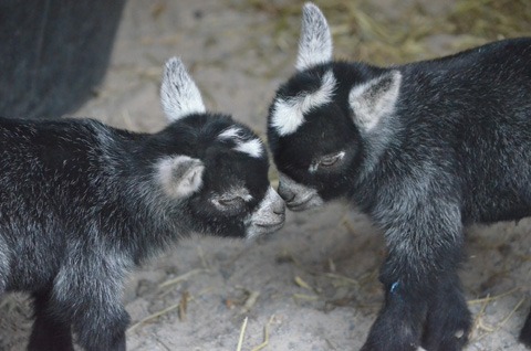 baby goats