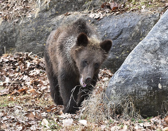 grizzly bear cub