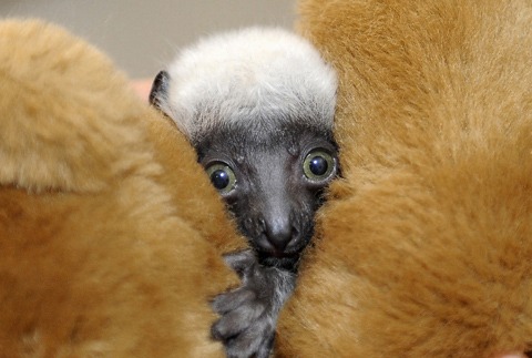 Baby Sifaka