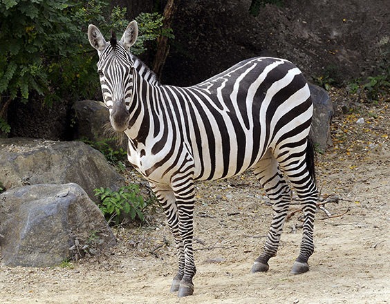 Zebra