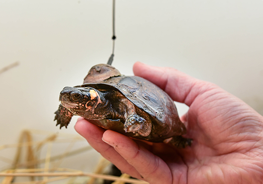 Bog turtle with tracker attached to their shell