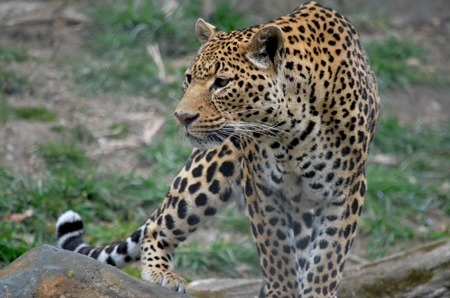 leopard