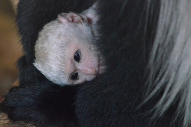 baby colobus monkey