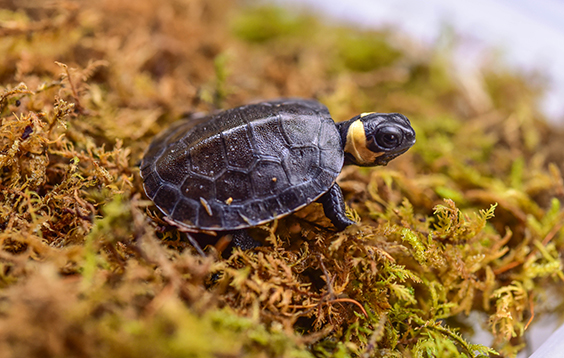 Bog Turtles [Book]