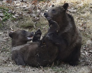 grizzly bear cubs playing together