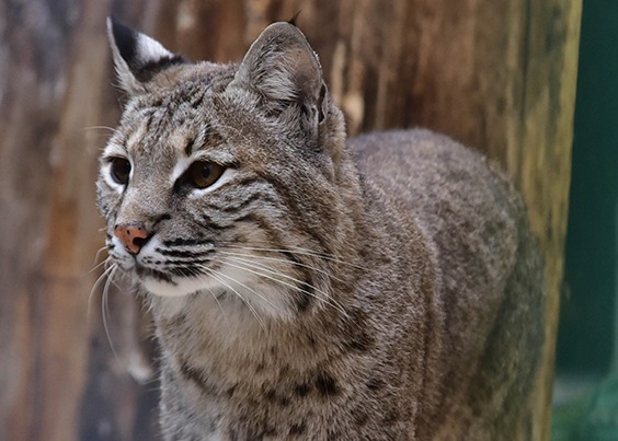 bobcat