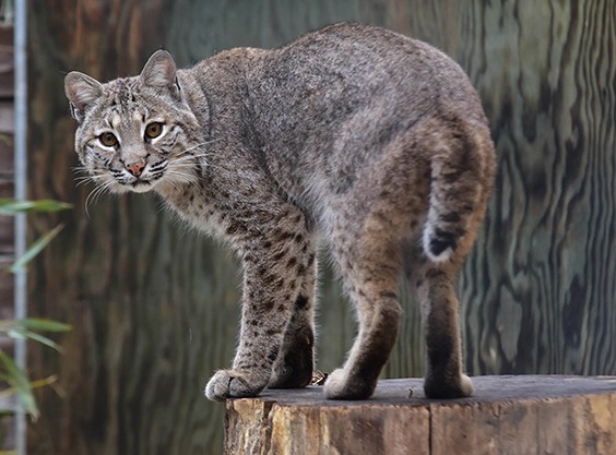 bobcat