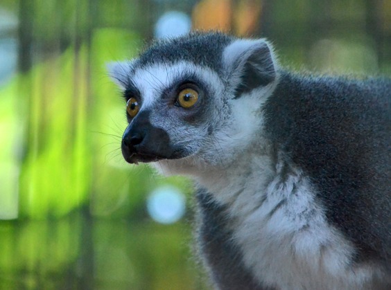 lemur face
