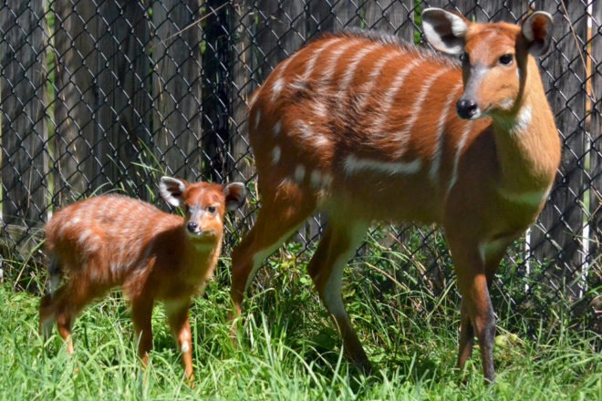 Sitatunga mom and calf