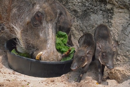 warthog babies