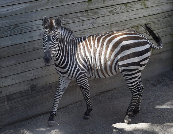 zebra