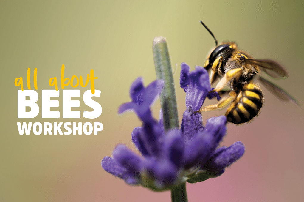 All about bees workshop