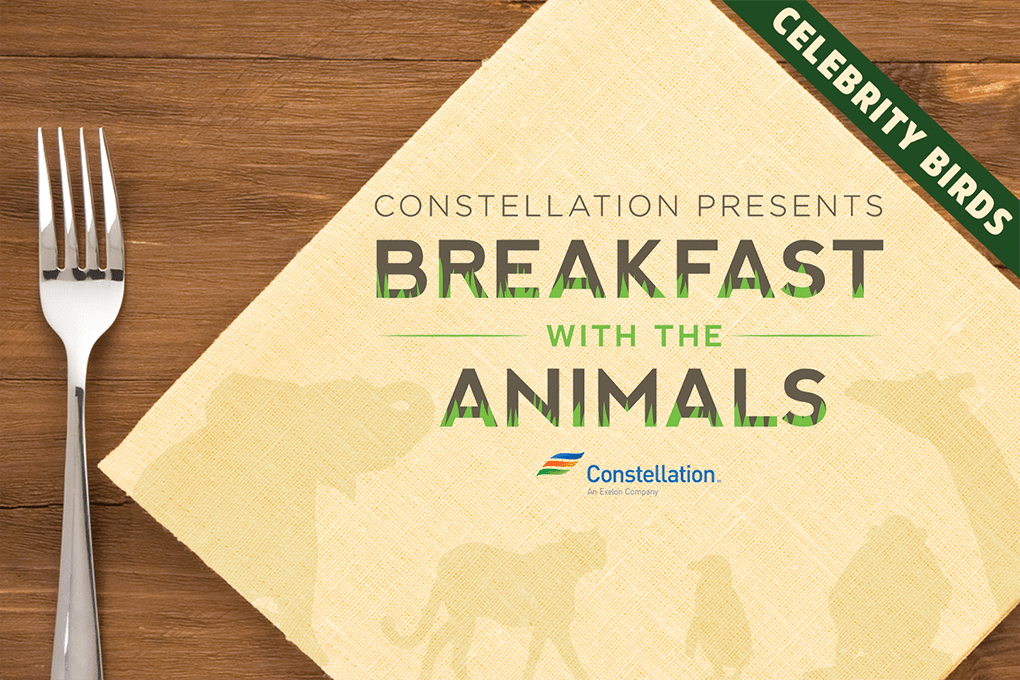 How Zoo Animals Do Breakfast