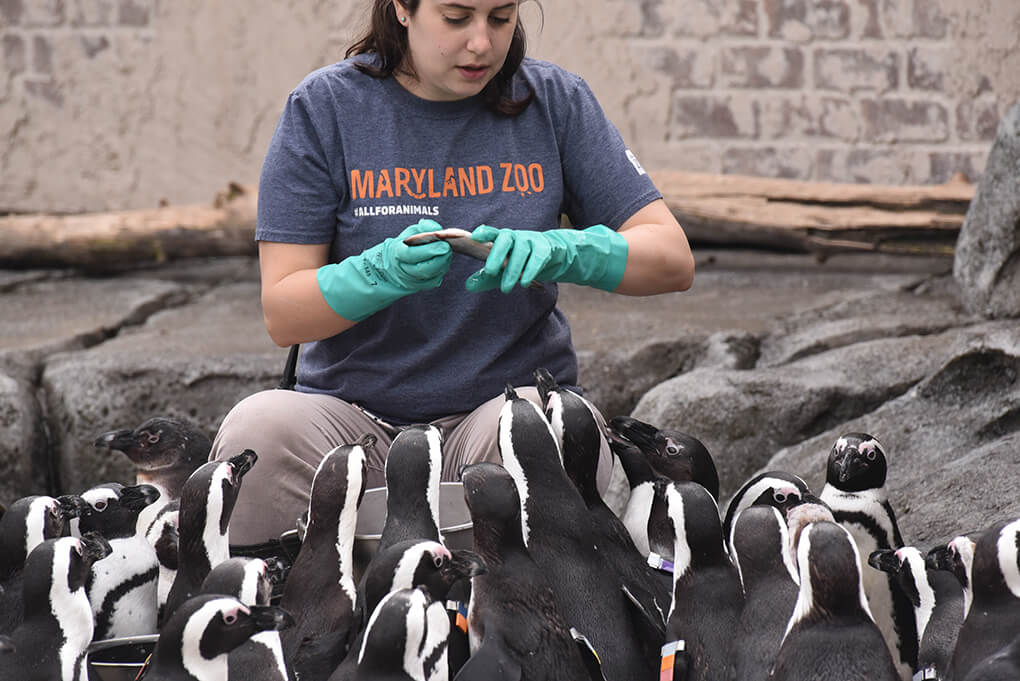 keeper feeding penguins