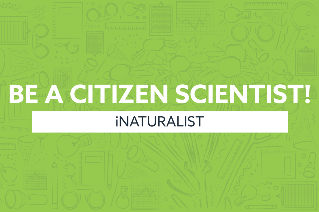 be a citizen scientist Inaturalist