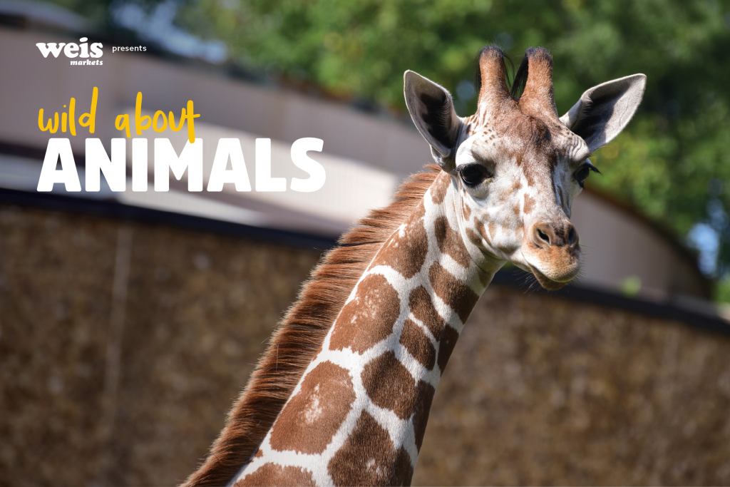 Wild About Animals!  The Maryland Zoo