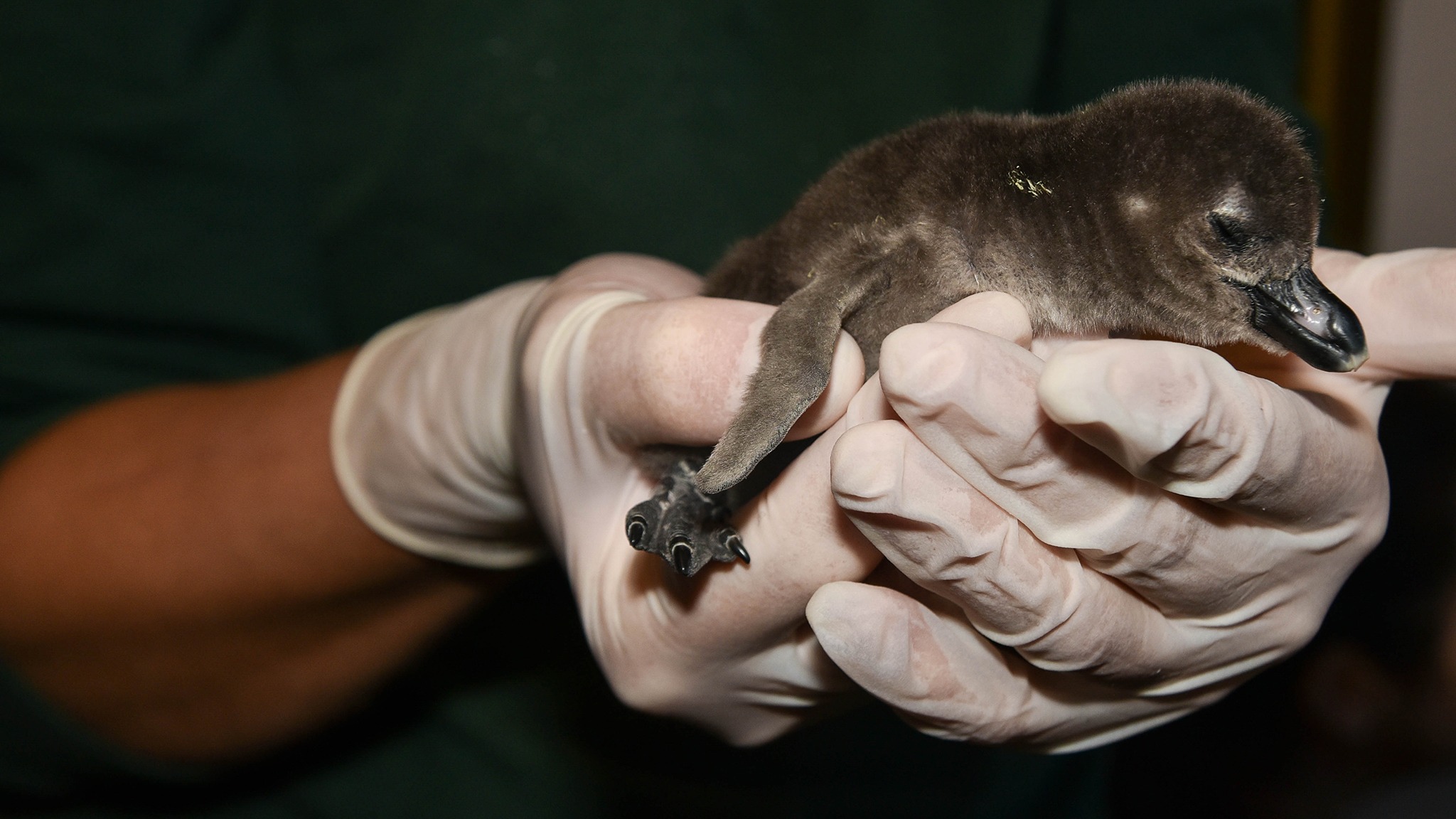 person holding african penguin chick