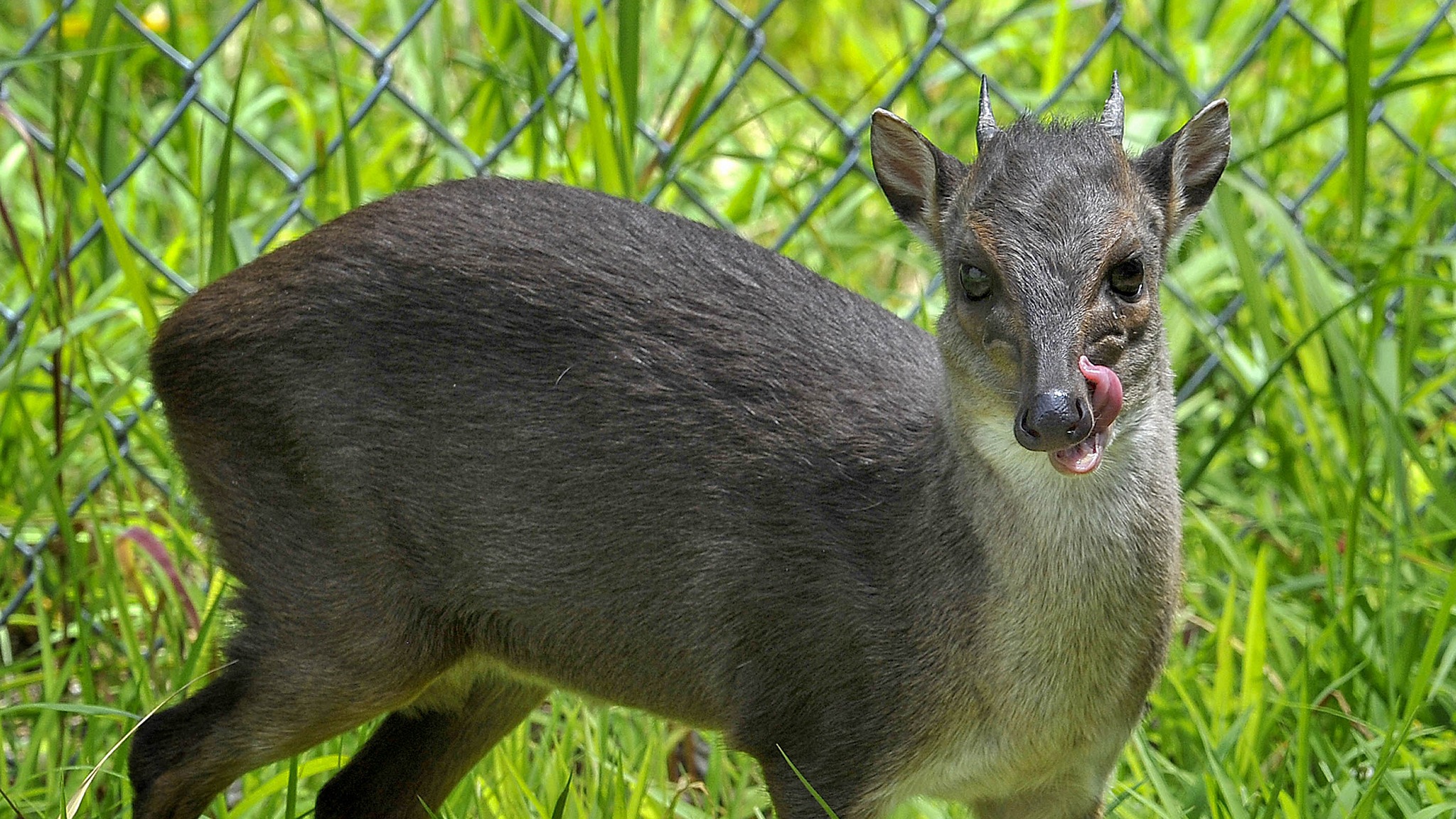 Blue Duiker