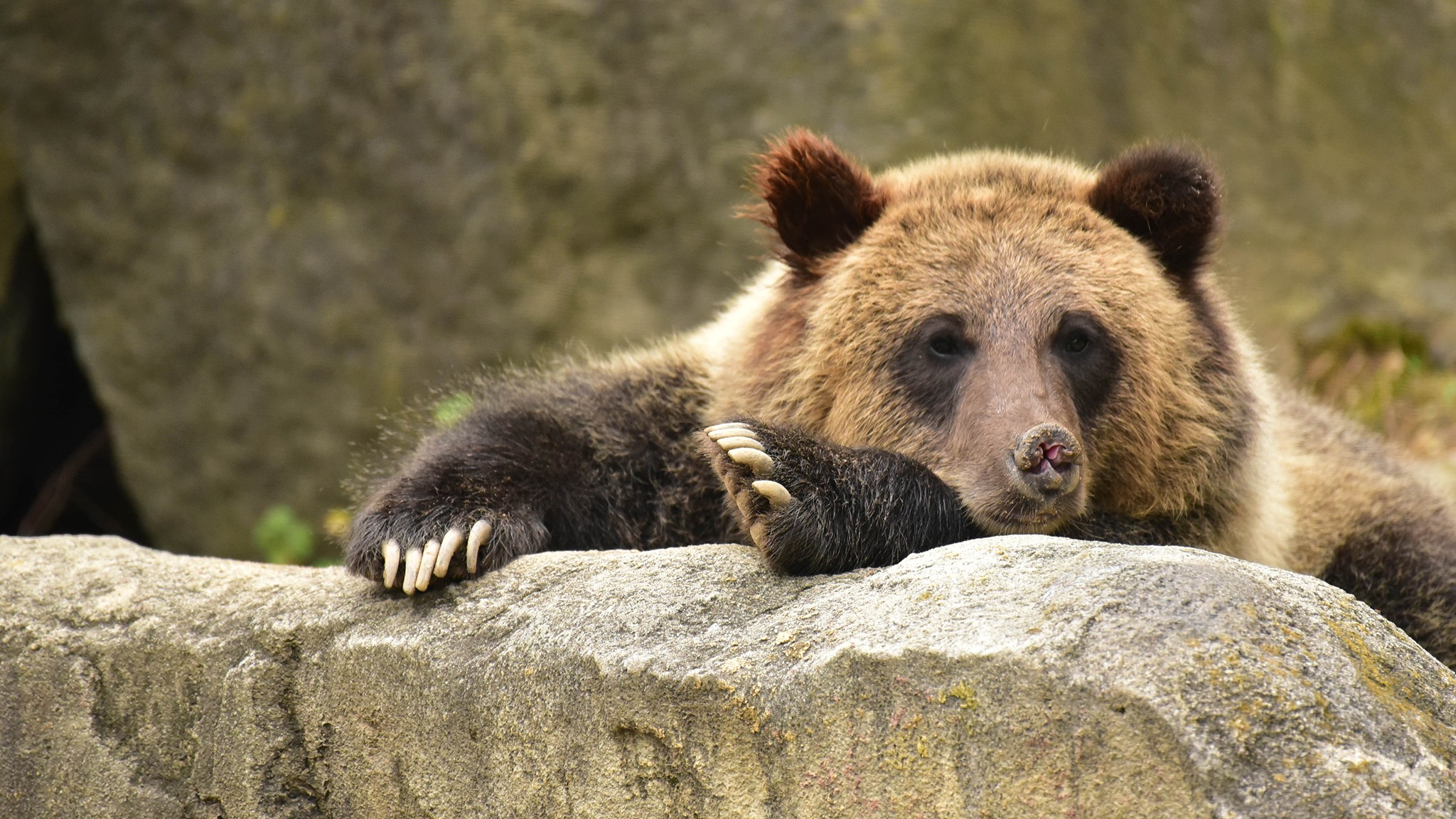 Brown Bear The Maryland Zoo