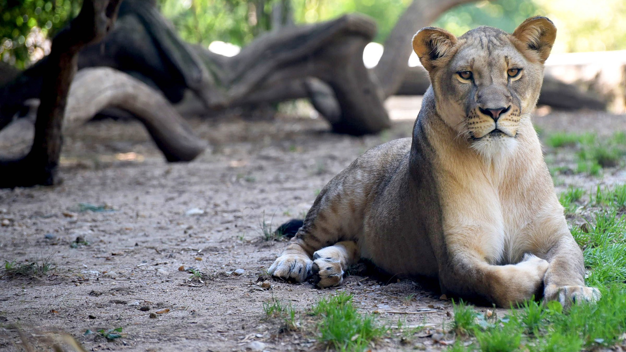 lioness