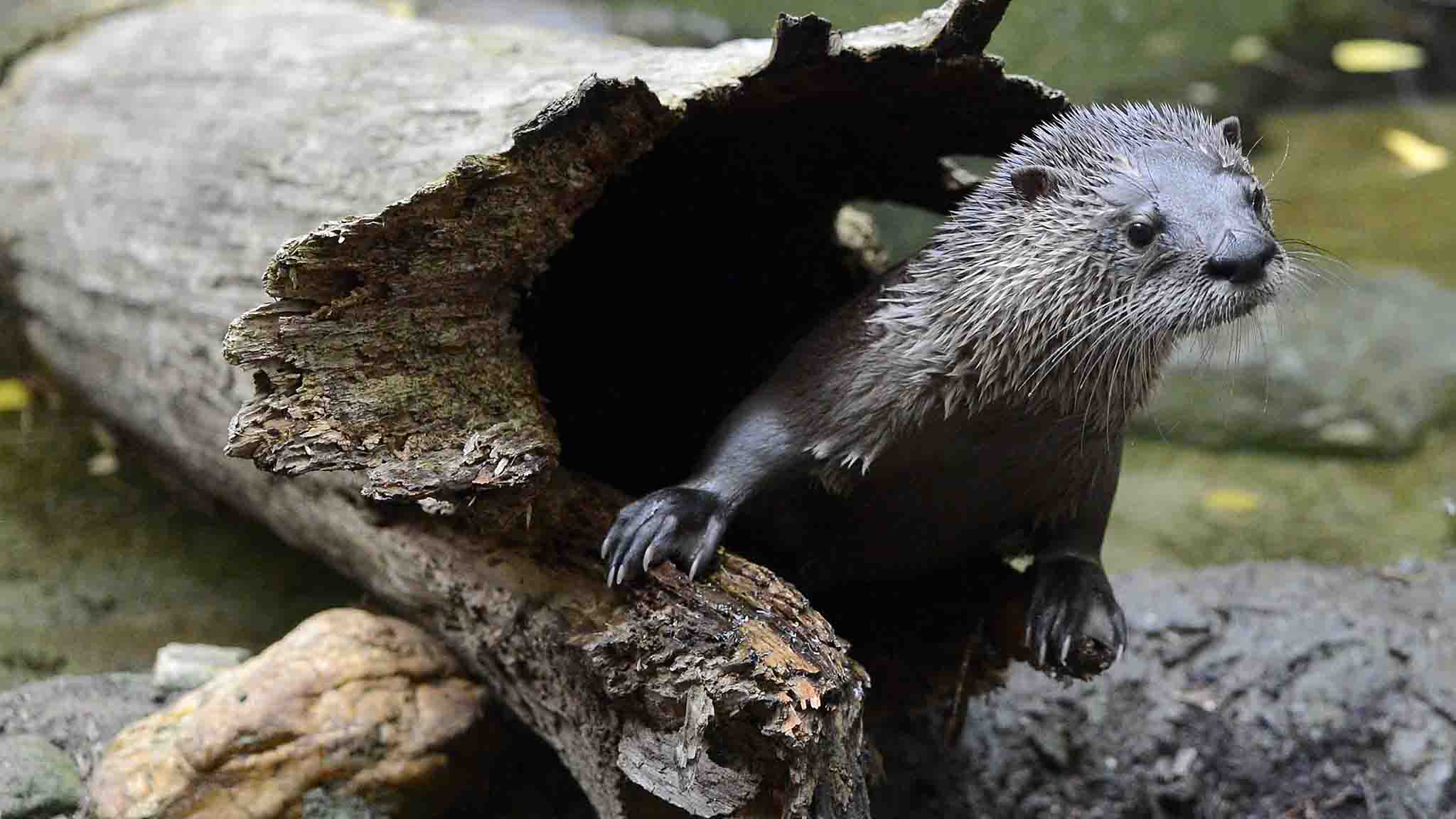 River otter