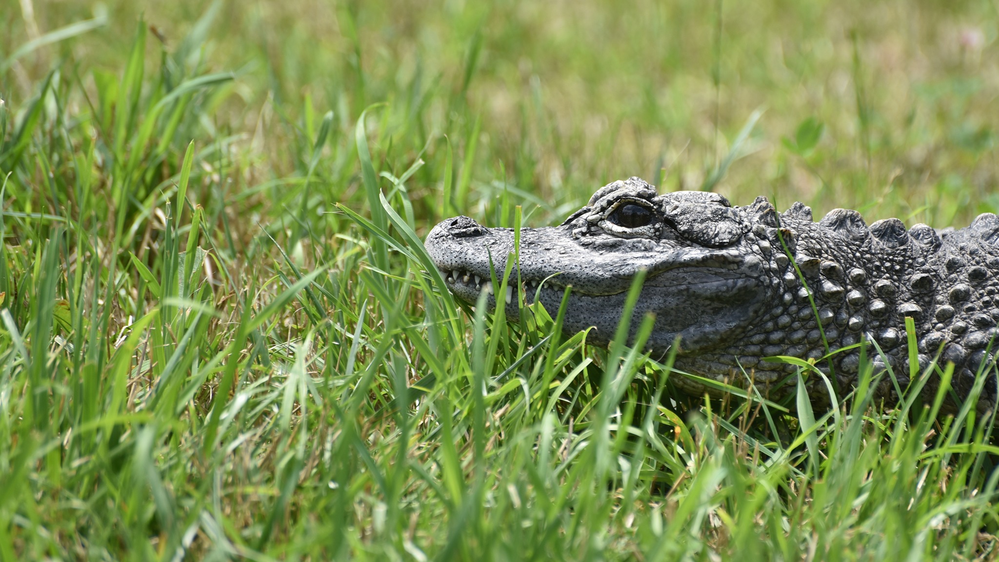 Crocodile laying on grass