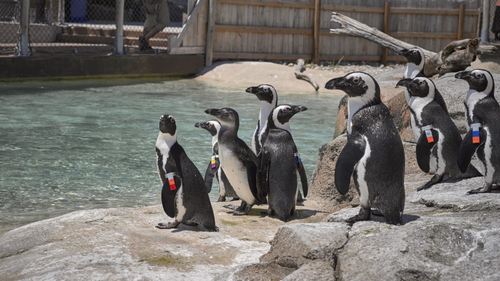 African penguins standing near water