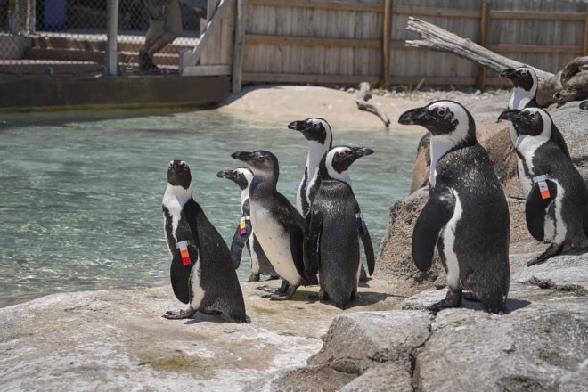 African penguins standing near water