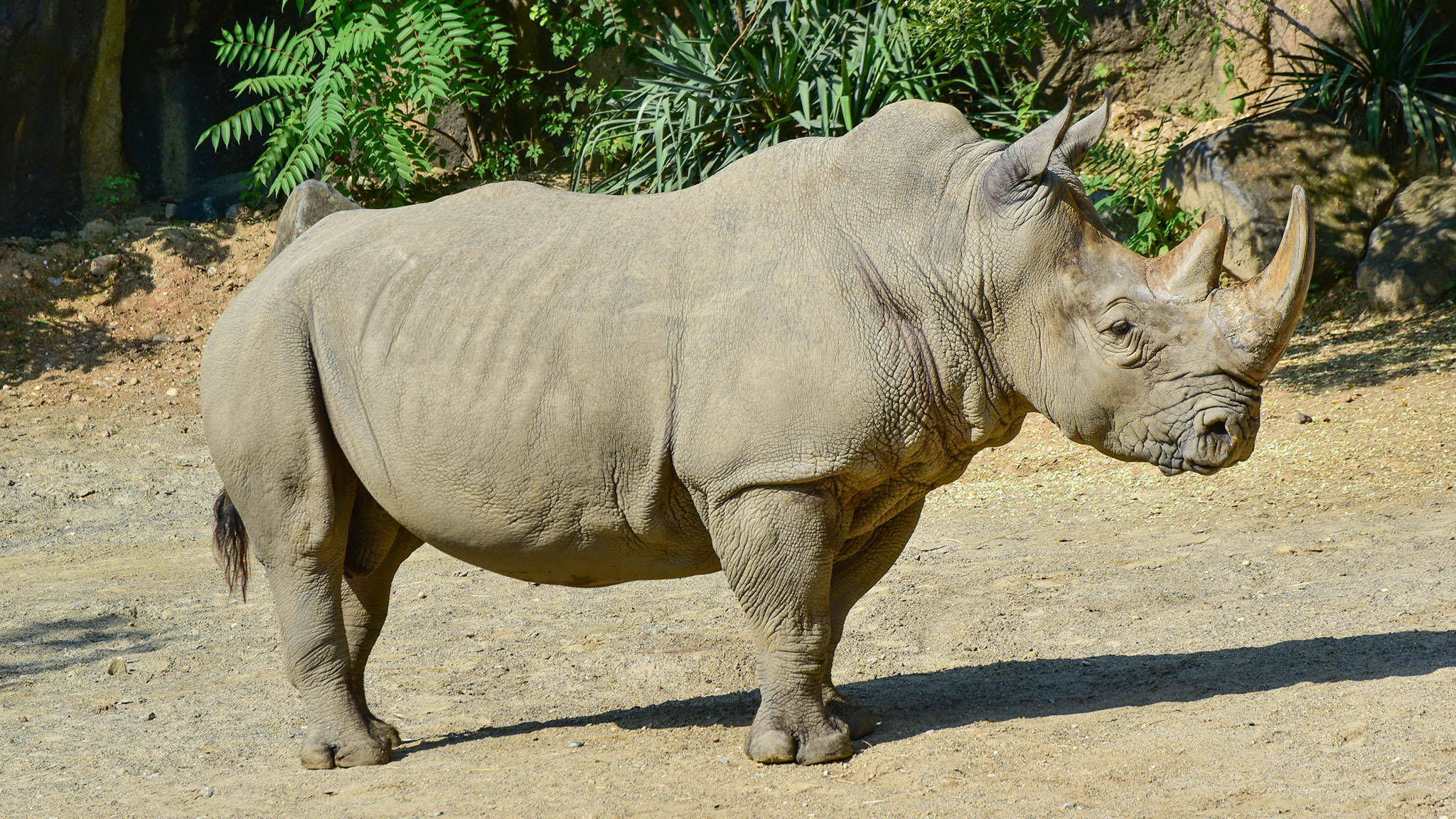 Southern White Rhino