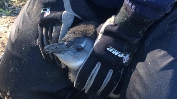 penguin being held