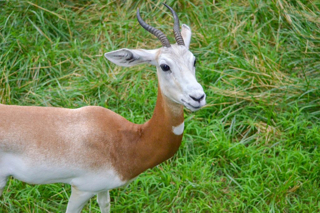 Addra Gazelle The Maryland Zoo
