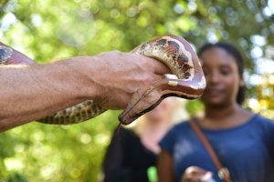 snake being shown